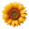 getbindu avatar