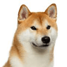 gouzhuang avatar