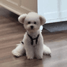 leo-lilinxiao avatar