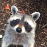 meekotharaccoon-cell avatar