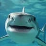 pyramidheadshark avatar
