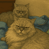 vincent119 avatar